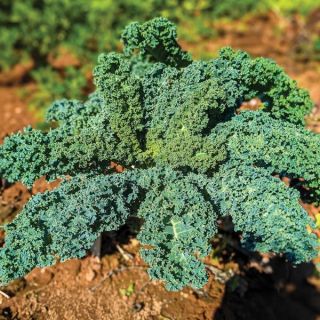 Winterbor Kale Thumbnail